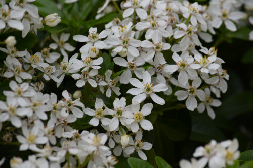 Choisya White Dazzler Londaz